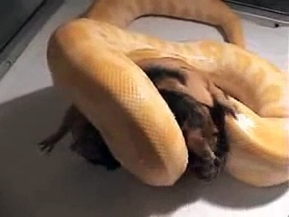 Medusa (my python) eats a guinea pig