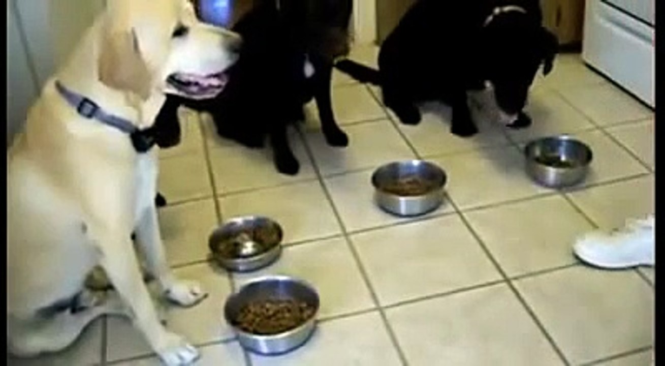 Dogs Praying Before They Eat video Dailymotion