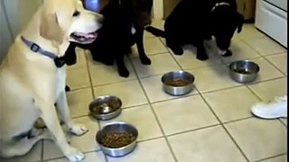 Dogs Praying Before They Eat