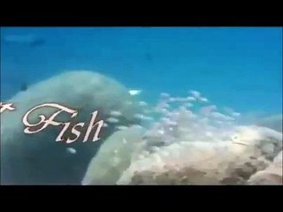 Yavrularını Ağzında Saklayan Balık