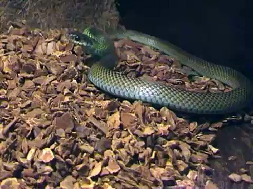 green racer