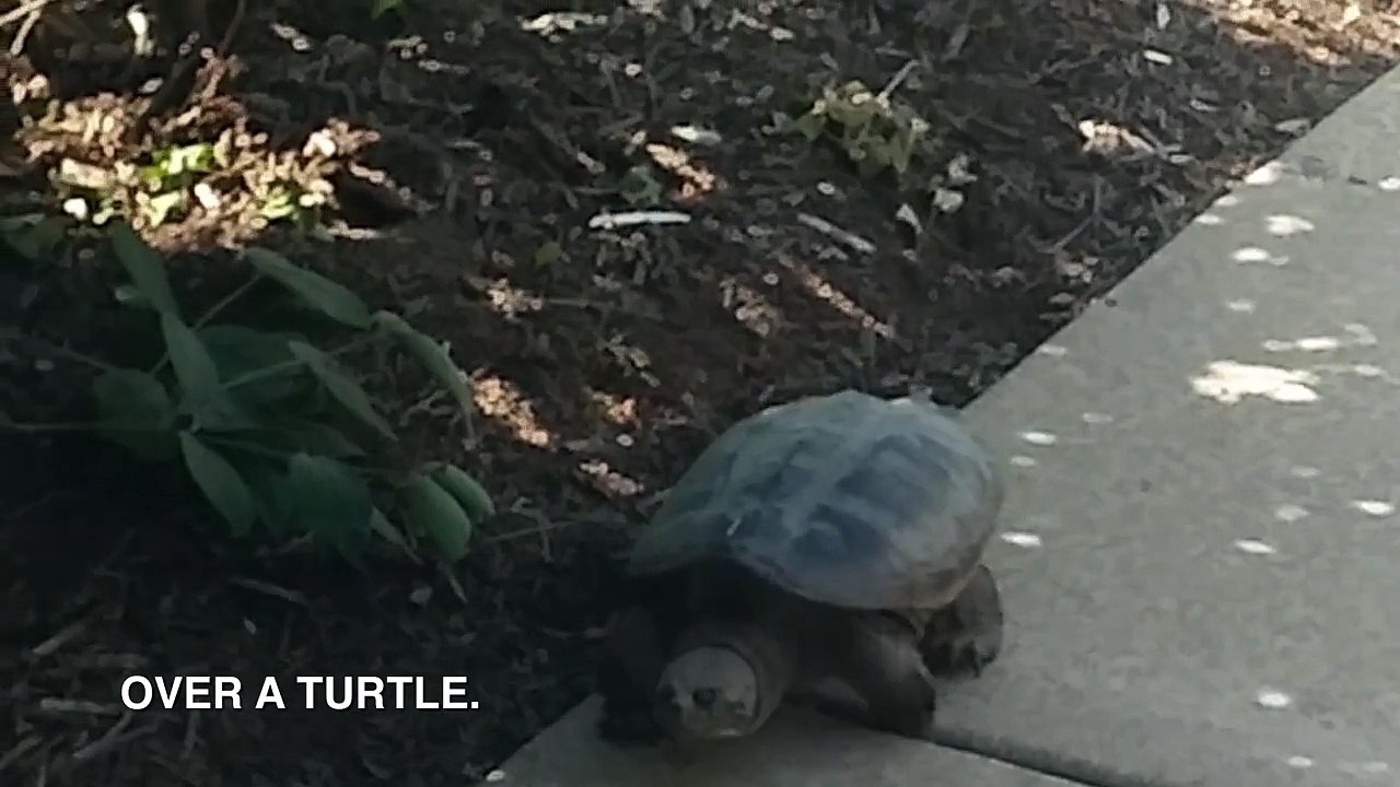 Days at MISUMI: Turtle Rescue / Relocation