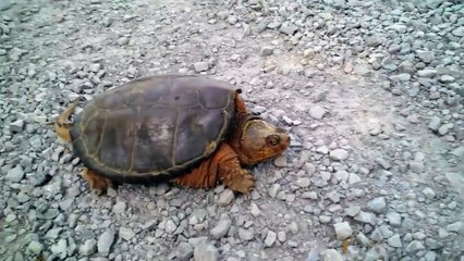Cette tortue n'aime pas se faire embêter... Attaque!!