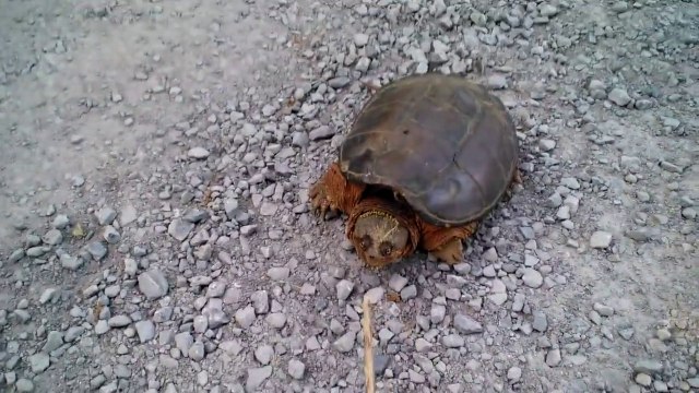 Cute Turtle attacked man who played with her...