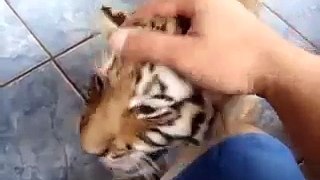 Tiger cub roar Rugido de Tom   o tigrinho