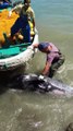 Un dauphin terrifié par des chasseurs tente de s'échapper