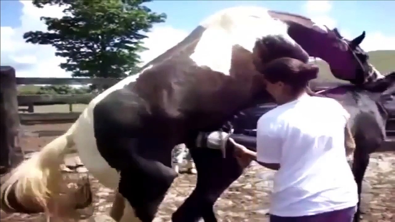 NEW animal sexxyyy crazy videos   funny video 2014 Part52