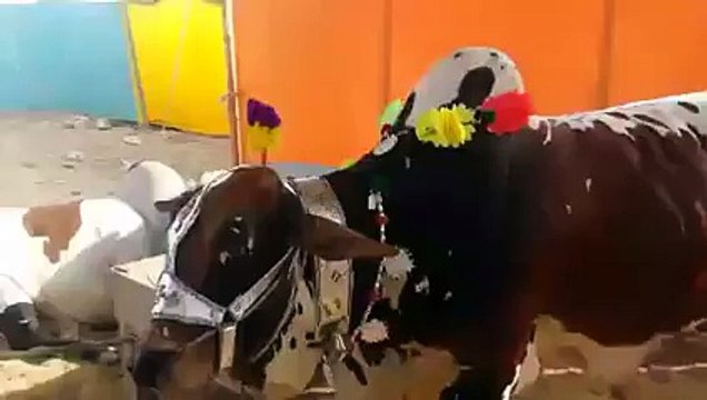 Cow voluntarily lays down to be slaughtered after being asked by owner