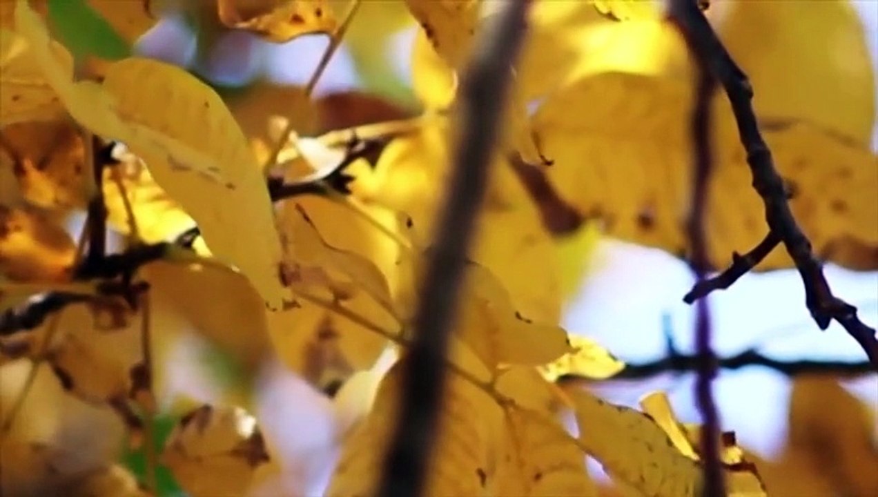Abraham-Hicks ~ Rampage of Ease and Flow (with Music)