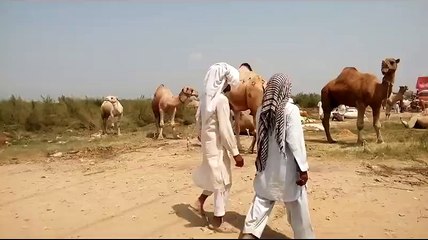 Mandi main Camels Bhi aa chukay Hain