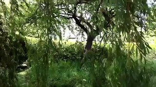 Whispering Willow at Lechlade, May 2011