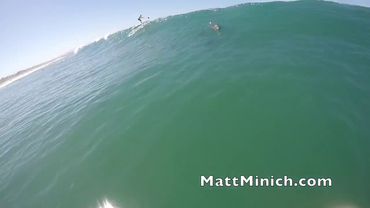 Delfín choca contra surfero