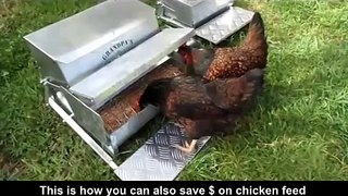 How to save money on chicken feed! Stop waste of your chicken feed so your hens produce lots of eggs