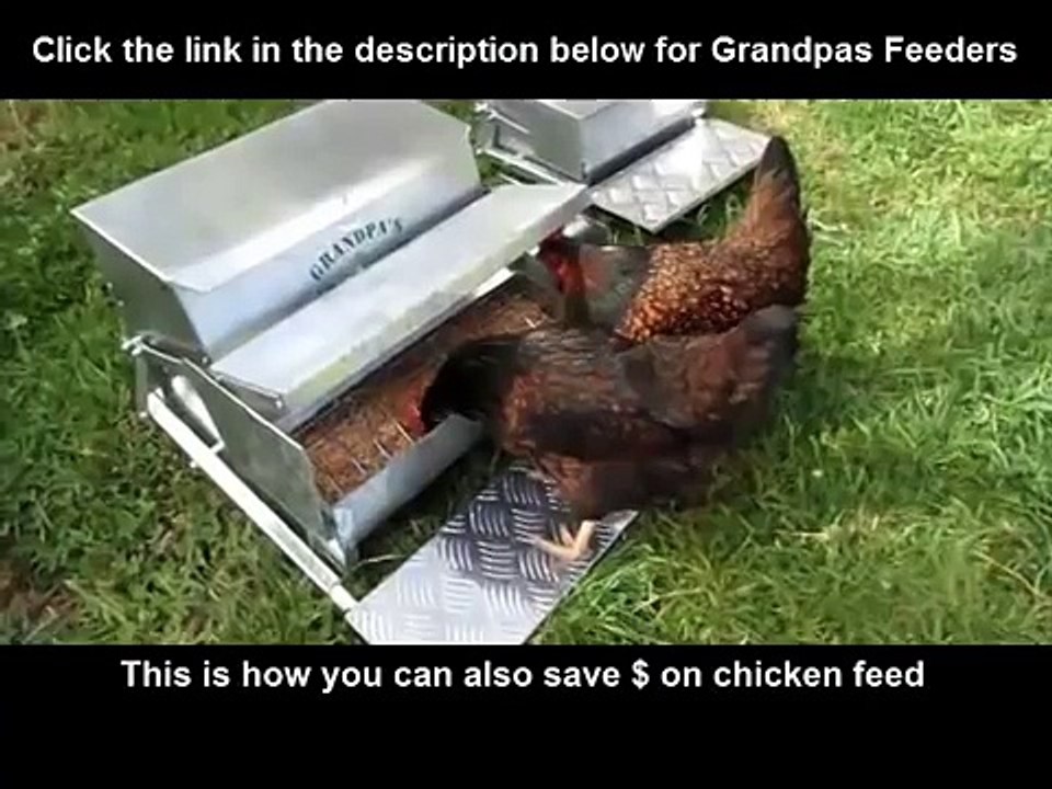 How to save money on chicken feed! Stop waste of your chicken feed so your hens produce lots of eggs