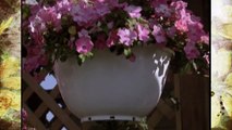 Studio Garden Hanging Baskets