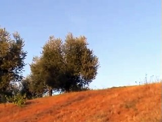 Le Cerreta - Lariano (Rm)