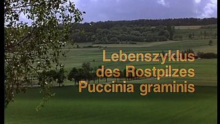 Puccinia graminis Schwarzrost ( Getreideparasit ) Lebenszyklus 1/2