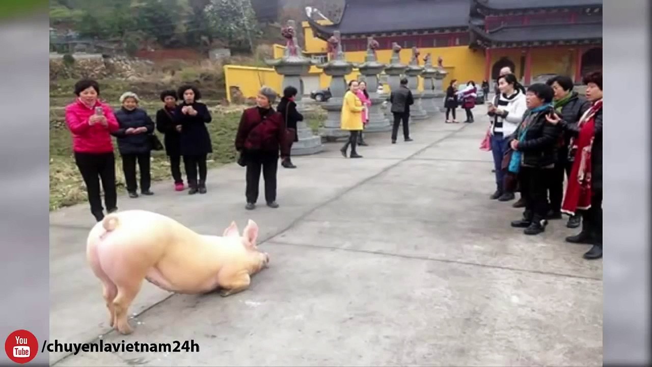 Chuyện lạ có thật – Lợn quỳ gối trước cổng chùa cầu cứu