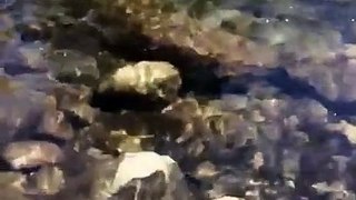 Catching a trout in slow motion