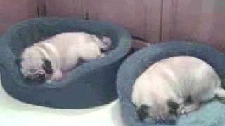 Pugs Sleeping Time-Lapse