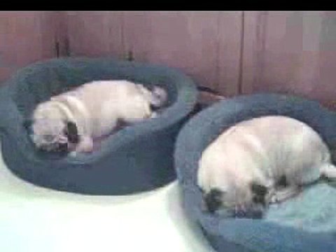 Pugs Sleeping Time-Lapse