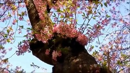 Nesrin Sipahi ile 16 şarkı birden tsm