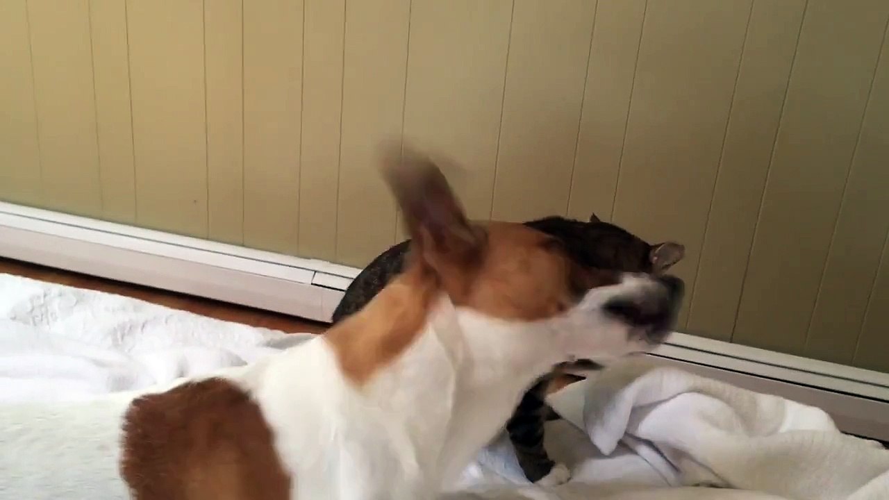 Dog and cat Sunday morning high jinks