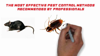 The Most Effective Pest Control Methods Recommended By Professionals