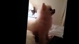 Funny dog sneezing