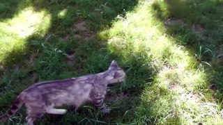 Summer 2012 - Stray cat and her kittens