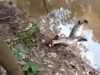 Elektrikli Yılan Balığı Timsahı Çarparak Öldürüyor