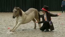 Vendée : 3e trophée des talents équestres au Haras