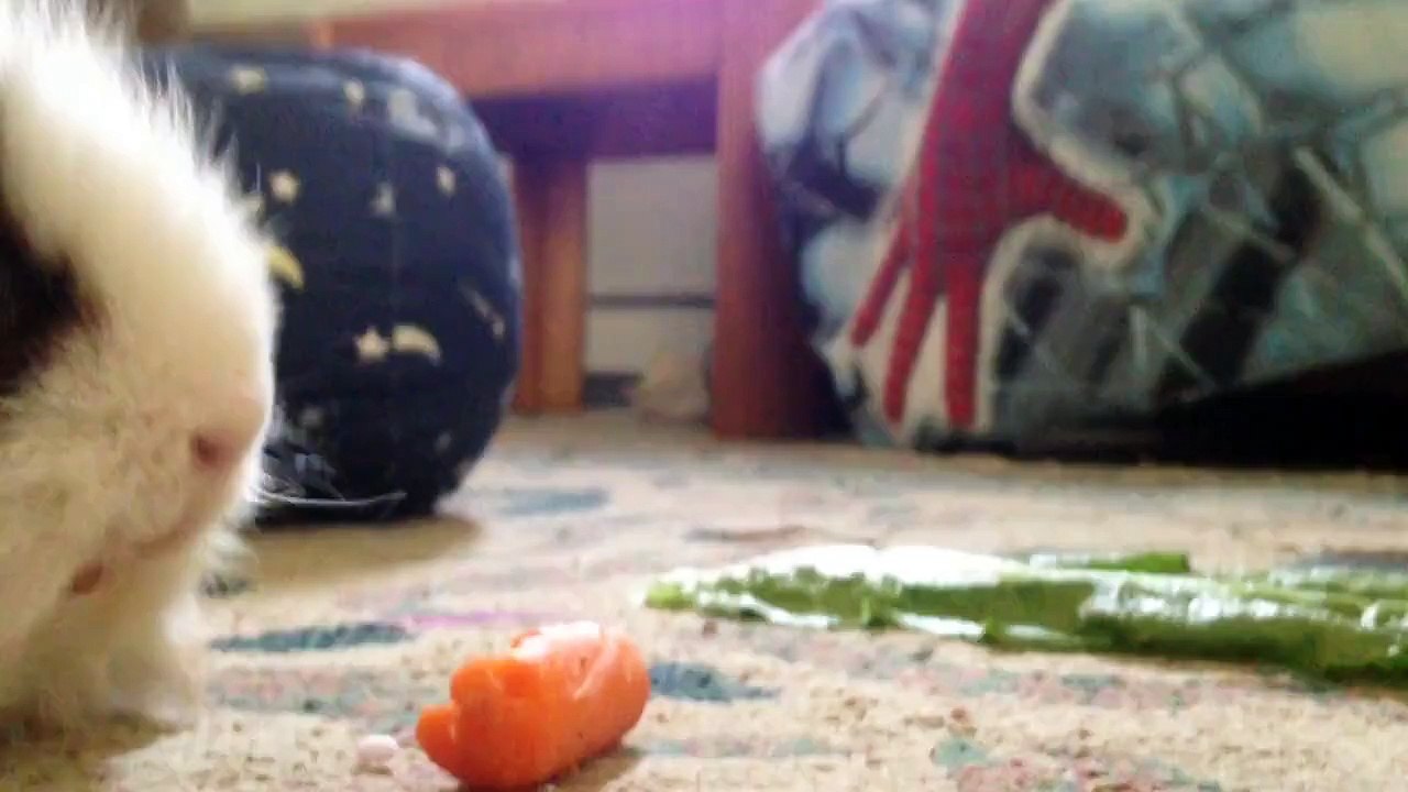 My cute pet guinea pig Theodor eats some Lettac...