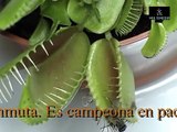 Dionaea Muscípula cazando mosca.mpg