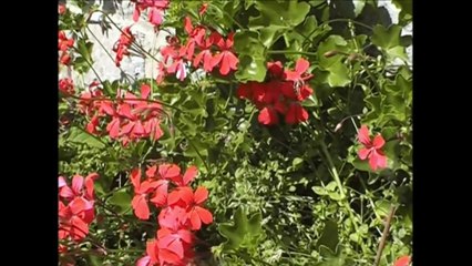 Incroyable demande en mariage au cinéma ... à la belge !