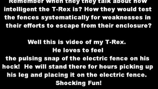 Horse Enjoys Getting Shocked by Electric Fence