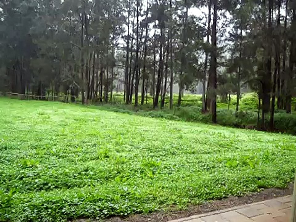 White Cedar Picnic Ground in the Rain