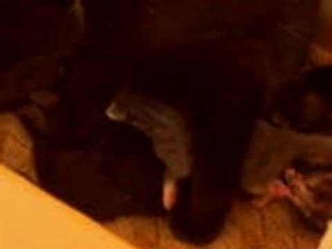 les chatons à deux jours