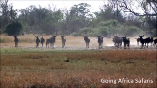 Wildebeests chase cheetahs in Moremi Game Reserve.wmv