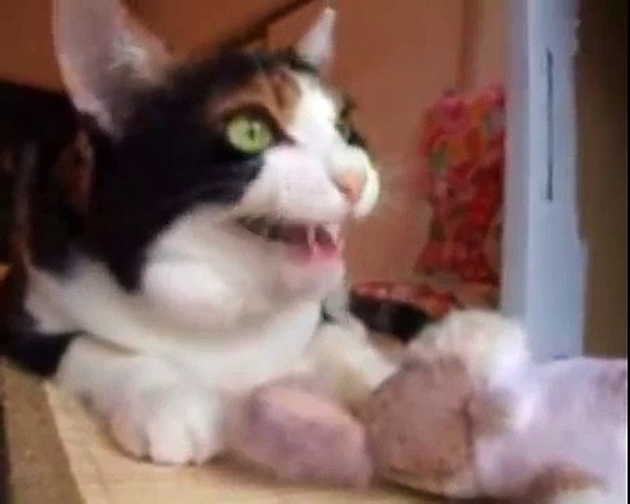 Super Cat World VS High Voltage Prairie Dogs Group Audio Harassment