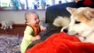 Funny cats , Dogs and babies playing together   Cute Dog & cat & baby compilation Dogs life