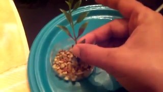DIY Artificial Aquarium Plants