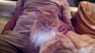 Big Maine Coon cat in love with his best friend
