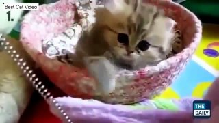 Funny Cats Compilation ⌂ Funny Cat Videos Ever ⌂Funny Cat Videos Vines Part 16