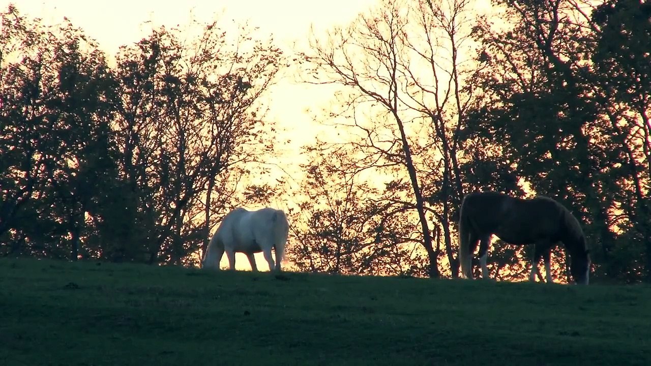 Horses 1