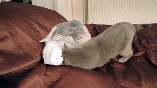 Cat fail  plastic bag