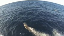 Kaikoura Dusky Dolphin encounter