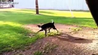 Funny Dogs Chasing Their Tails Compilation 2014 [NEW]