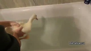 Happy Duck Loves Bath
