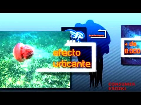 Plagas de medusas, ¿cómo actuar?